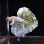 betta604