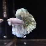 betta604