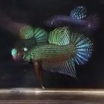 betta605
