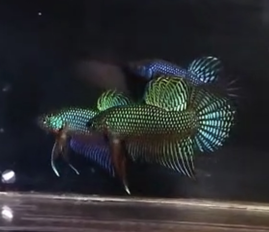 betta605