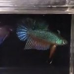 betta605