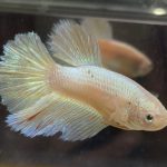 betta618
