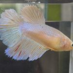 betta618