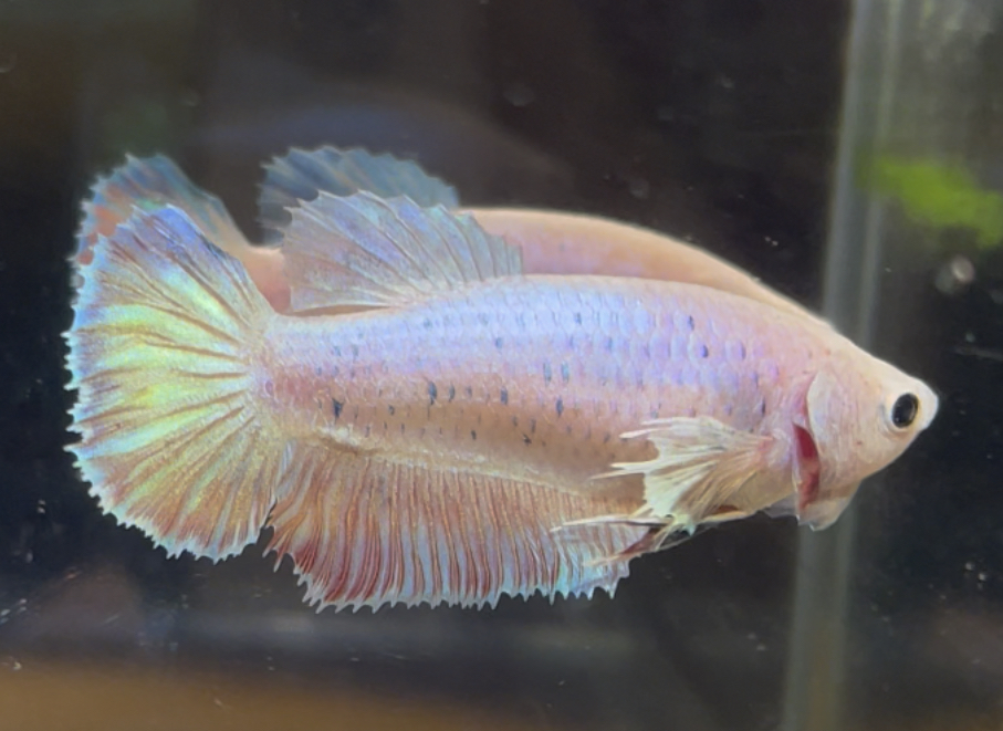 betta624