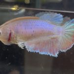 betta624