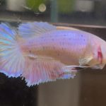 betta624