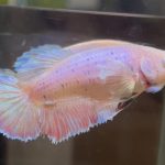 betta624