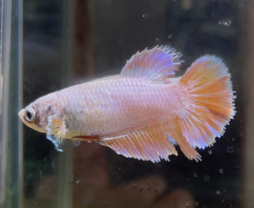 betta623