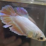 betta623