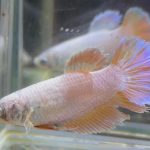 betta623