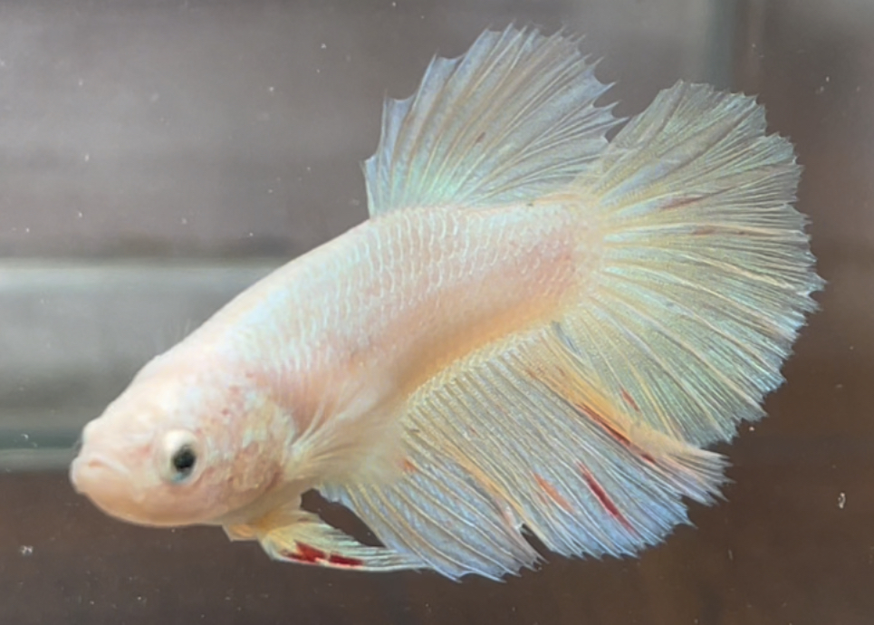 betta618