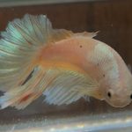 betta618