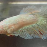 betta618