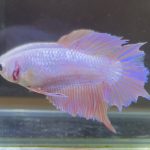 betta621