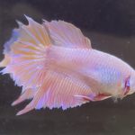 betta621