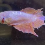 betta621