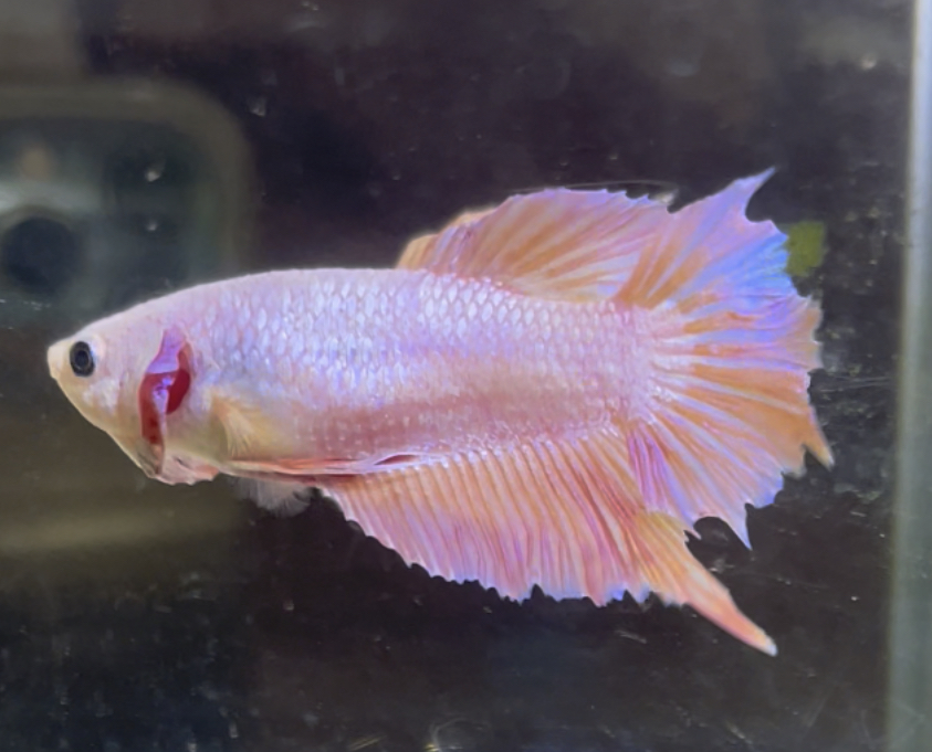 betta621