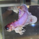 betta619