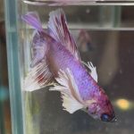 betta619