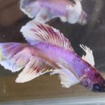betta619