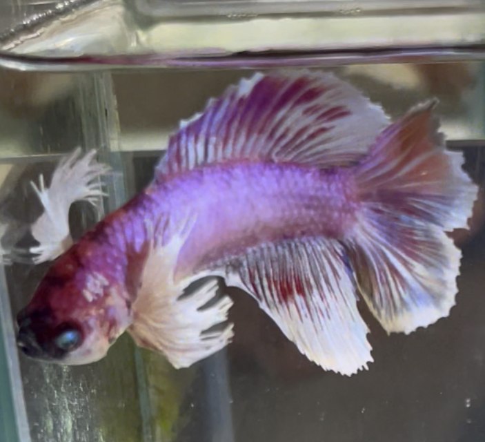 betta619