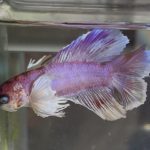betta619