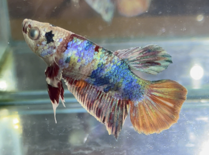 betta622