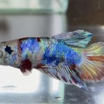 betta622