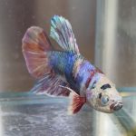 betta622