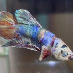 betta622