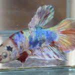 betta622