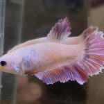 betta620