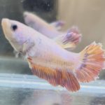 betta620