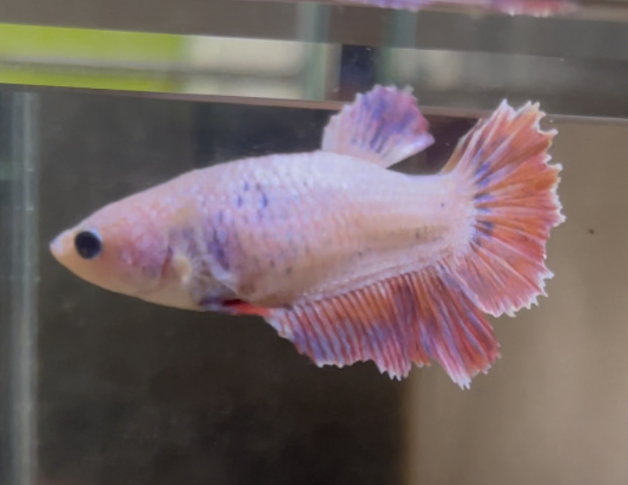 betta620