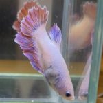 betta620