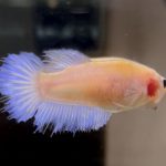 betta616
