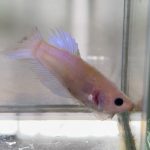 betta616