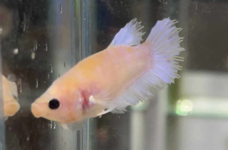 betta616