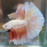 betta617