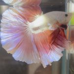 betta617