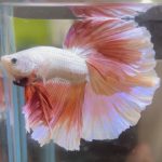 betta617