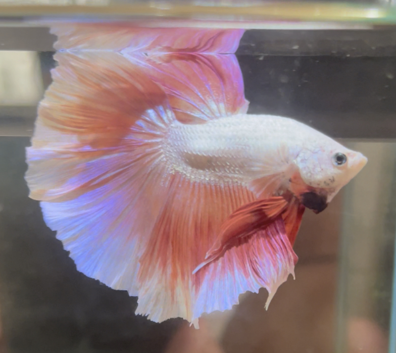 betta617