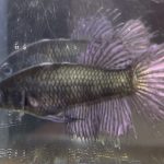 betta615