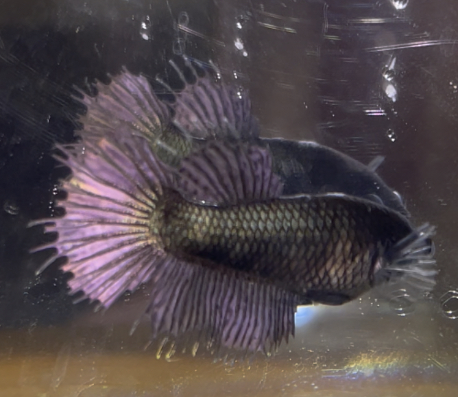 betta615