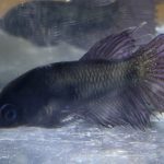 betta615