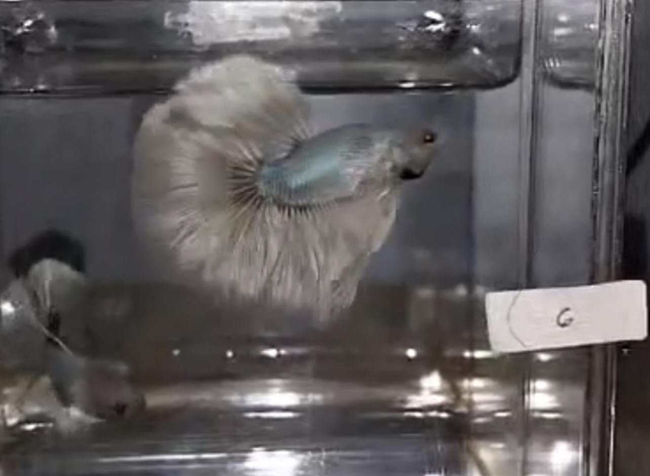 betta625
