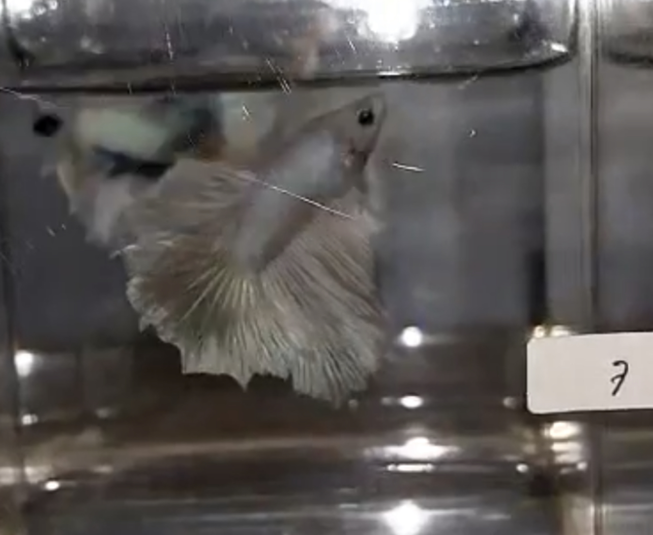 betta626