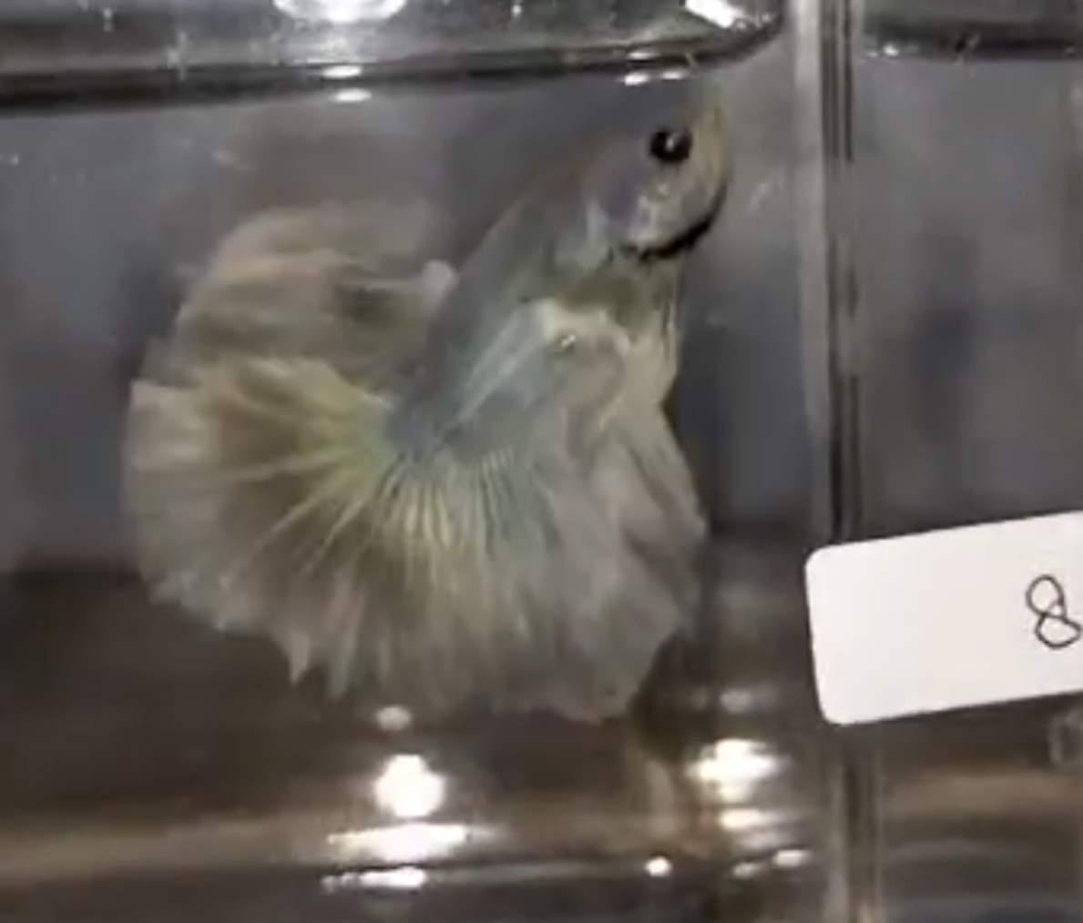 betta627