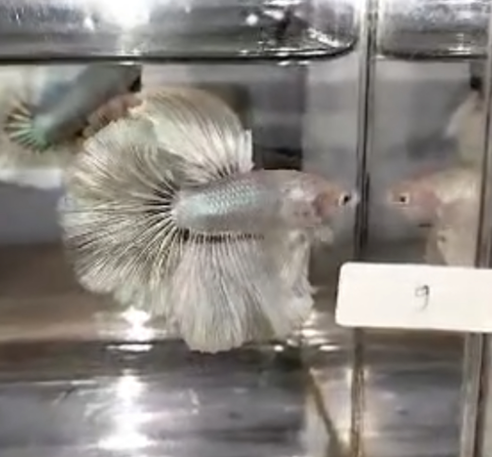 betta628