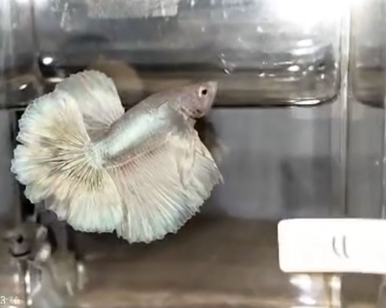 betta630
